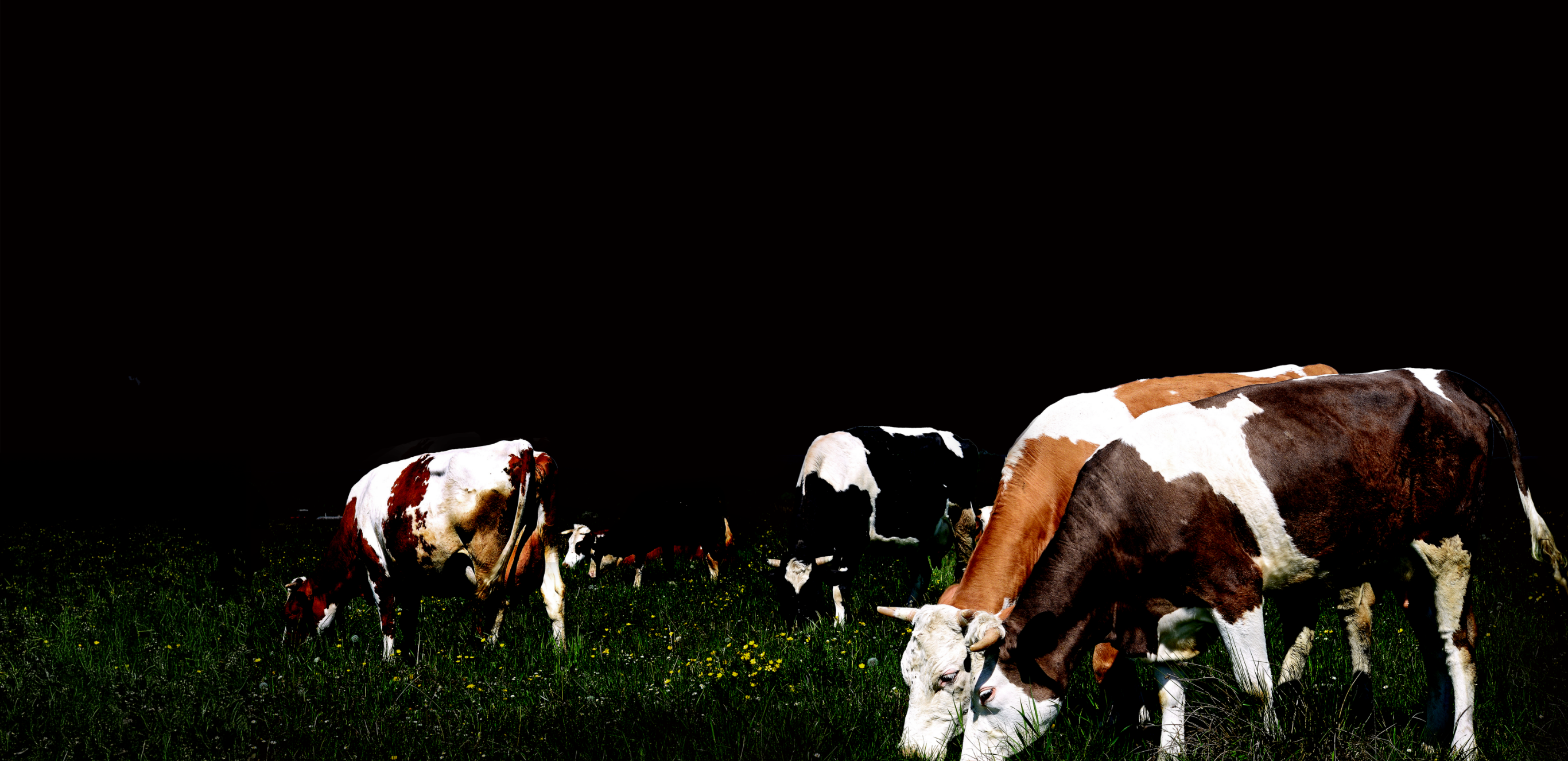 牛や魚や果物を育てるために、今日も針金は働いています。