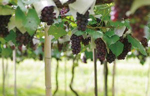 Standard wire for use on fruit farms